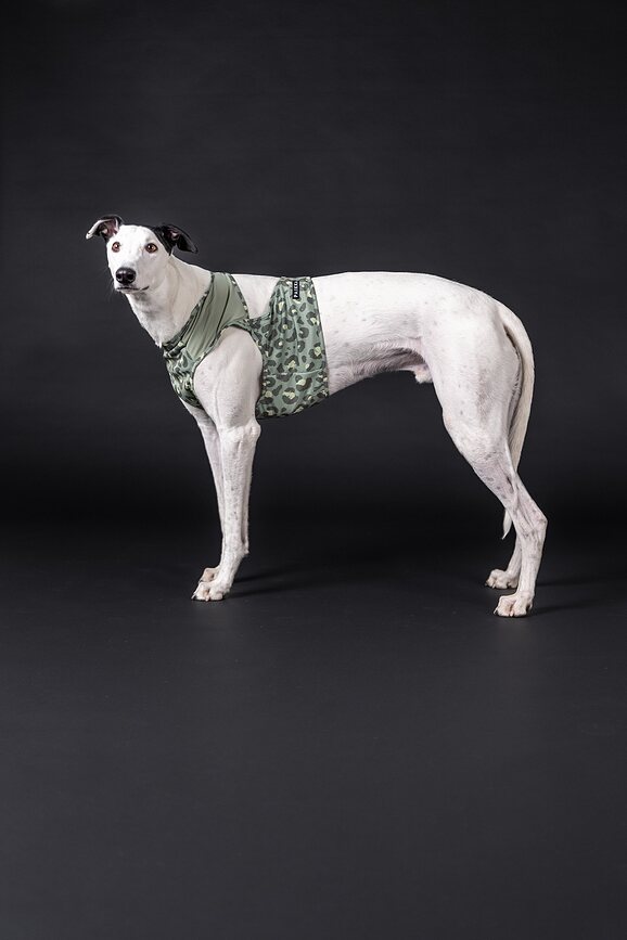 Gilet rinfrescante per cani Cool Vest, XXL, verde