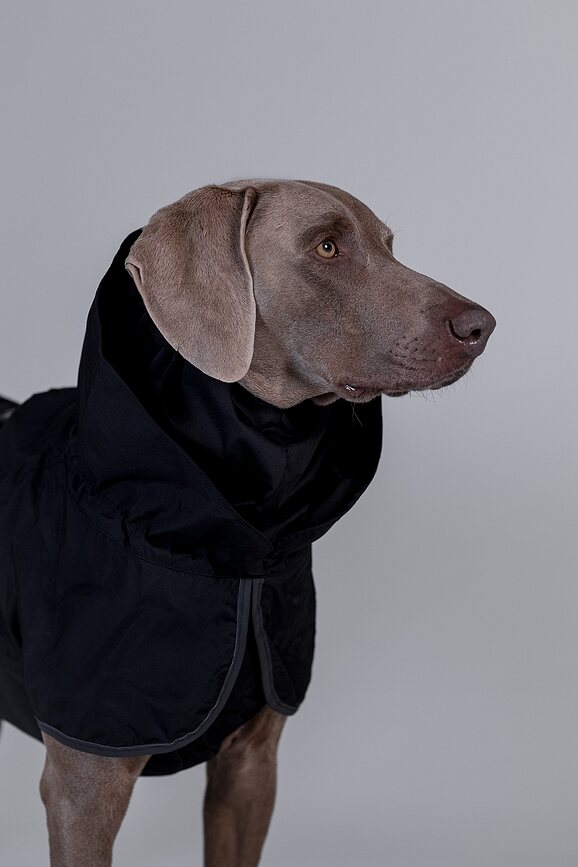 Impermeable para Perro Paikka Recovery Lite, 60 cm, negro