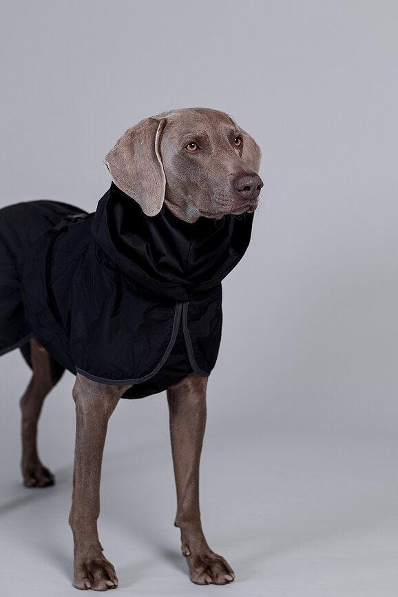 Impermeable para Perro Paikka Recovery Lite, 60 cm, negro