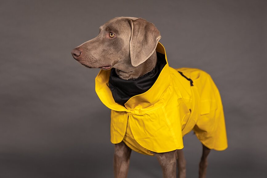 Impermeable para Perro Paikka Visibility Lite, 55 cm, amarillo