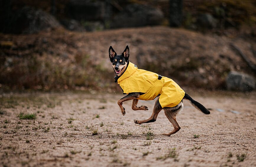 Impermeable para Perro Paikka Visibility Lite, 55 cm, amarillo