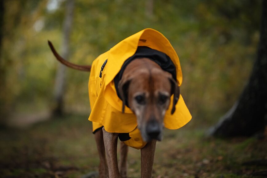 Impermeable para Perro Paikka Visibility Lite, 55 cm, amarillo
