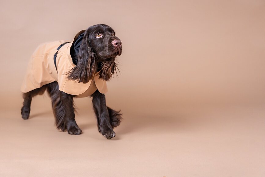 Chubasquero para Perro Paikka Visibility Lite, 50 cm, color topo