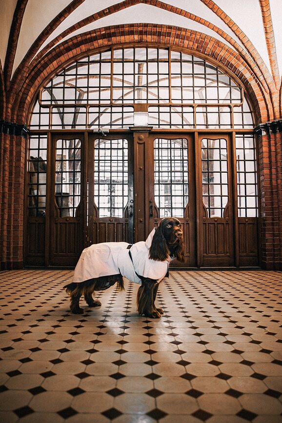 Chubasquero para Perro Paikka Visibility Lite, 50 cm, color topo