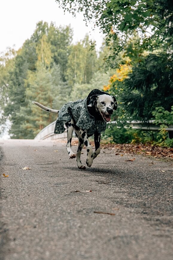 Chubasquero para Perro Paikka Visibility Lite, 30 cm, estampado de leopardo verde