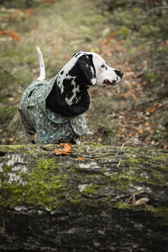 Chubasquero para Perro Paikka Visibility Lite, 30 cm, estampado de leopardo verde
