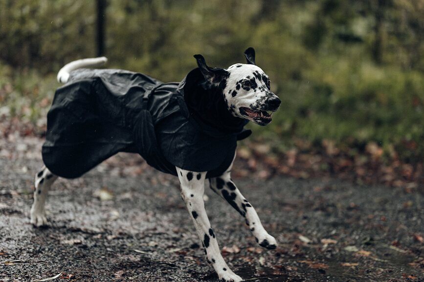Impermeable para perro Paikka Visibility, 45 cm, negro
