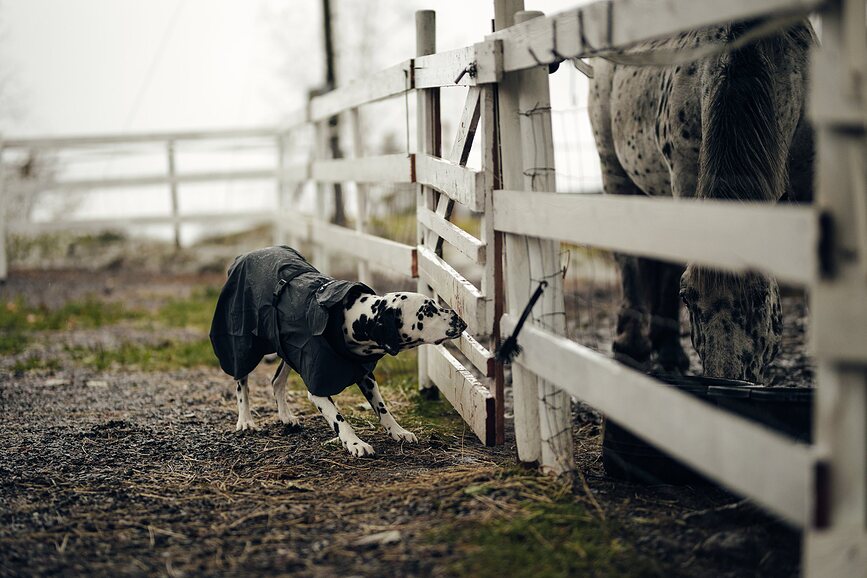 Impermeable para perro Paikka Visibility, 45 cm, negro