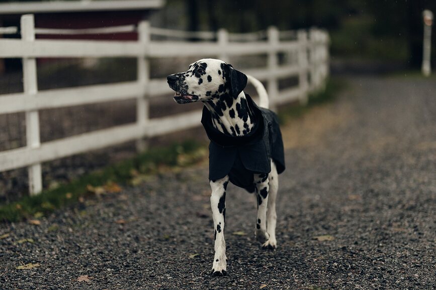 Impermeable para perro Paikka Visibility, 45 cm, negro