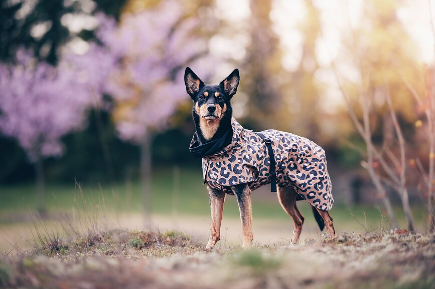 Impermeable para Perro Paikka Visibility Lite, 40 cm, estampado de leopardo, marrón