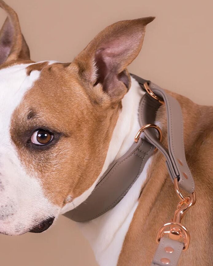 Lignify Collier pour chien martingale XL, taupe