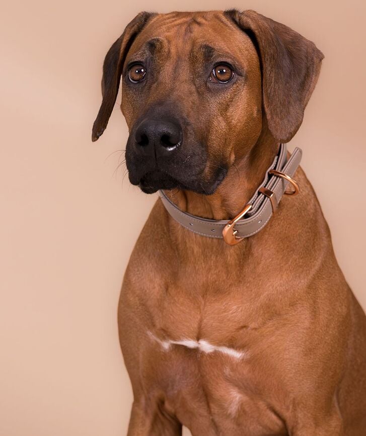 Lignify Hundhalsband XL, taupe