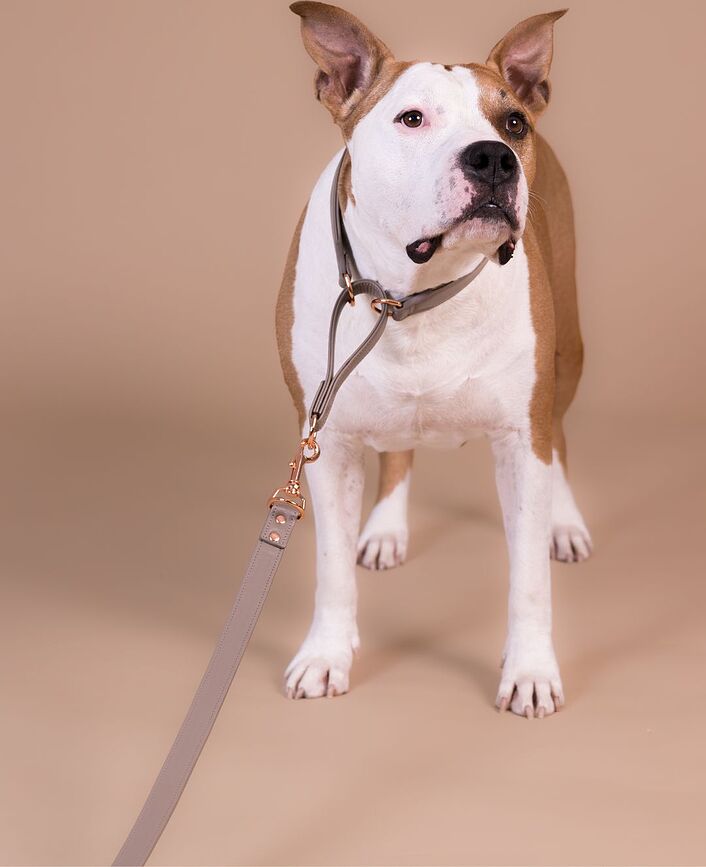 Lignify Laisse pour chien 2,5 x 180 cm, taupe