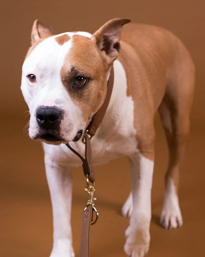 Lignify Martingale Hundhalsband XL, brunt