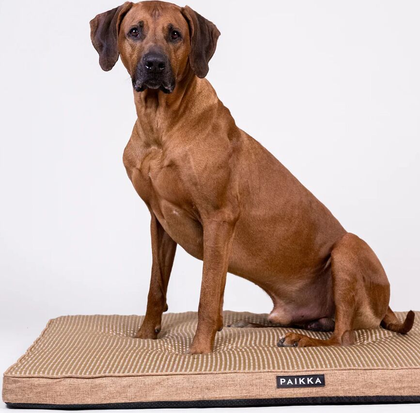 Matelas orthopédique pour chien Paikka Cooling 80 cm, taupe