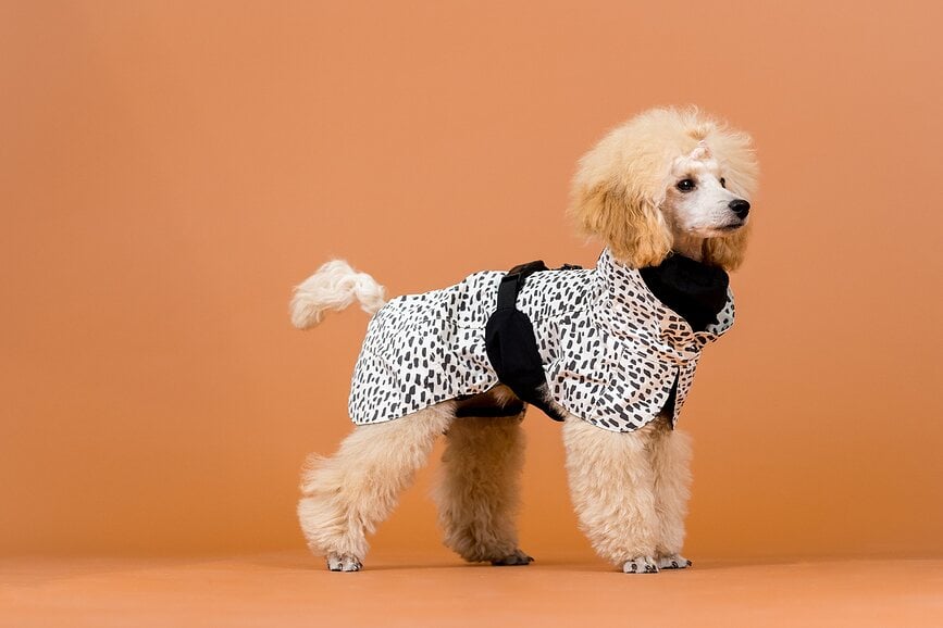 Paikka 2.0 Manteau de Pluie pour Chien, 40 cm