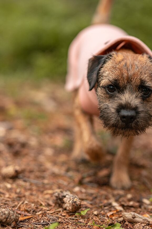 Paikka Seawool Majica za psa 30 cm ružičasta