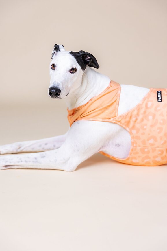 Paikka Gilet rafraîchissant pour chien, XL, pêche