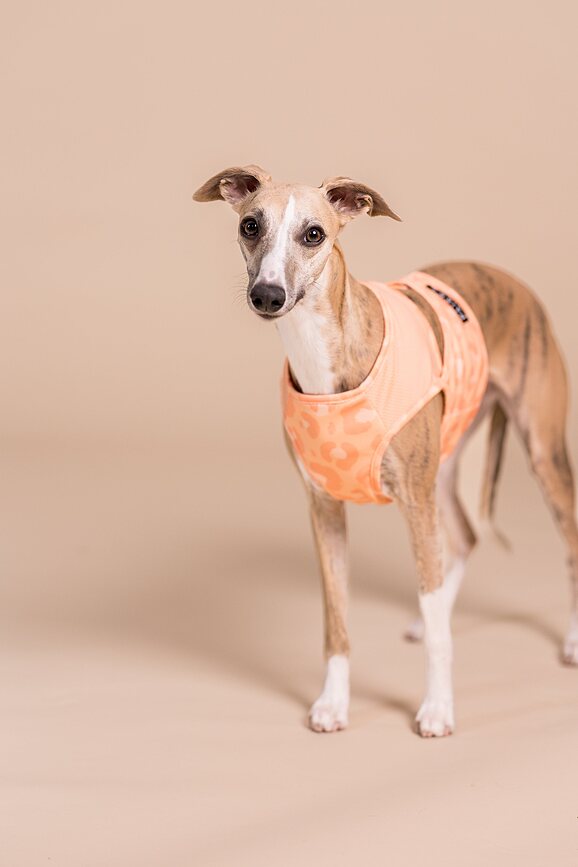 Paikka Gilet rafraîchissant pour chien, XL, pêche