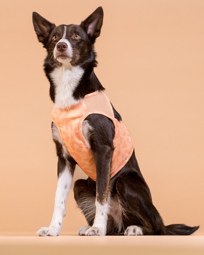 Paikka Gilet rafraîchissant pour chien, XL, pêche