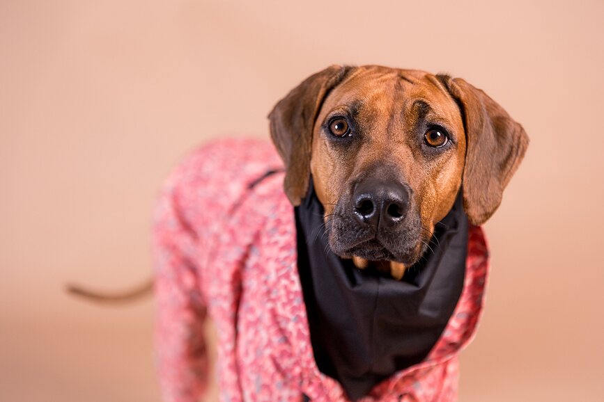 Paikka Imperméable pour Chien 50 cm, rose