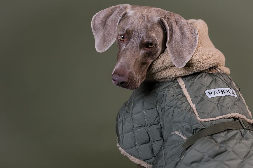 Paikka Pasja Jakna prešita s podlogo sherpa, 55 cm, olivna