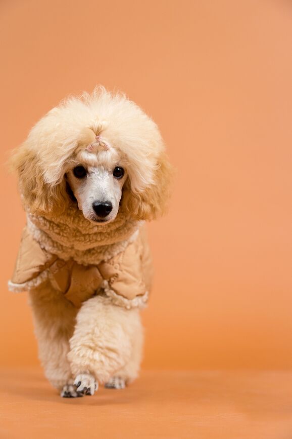 Paikka Manteau pour Chien matelassé Sherpa, 80 cm, camel