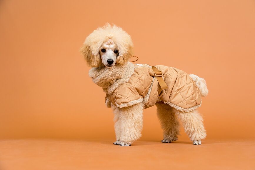 Paikka Manteau pour Chien matelassé Sherpa, 80 cm, camel