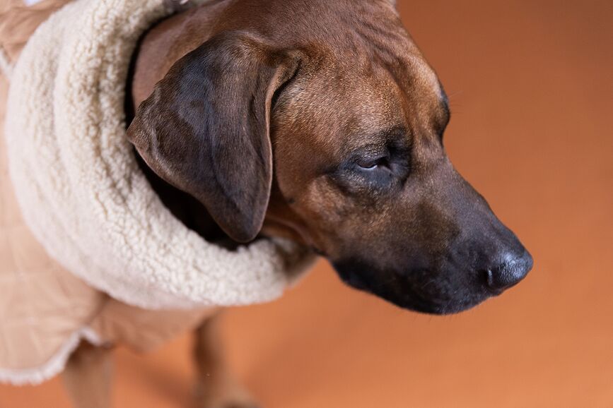 Paikka Manteau pour Chien matelassé Sherpa, 80 cm, camel