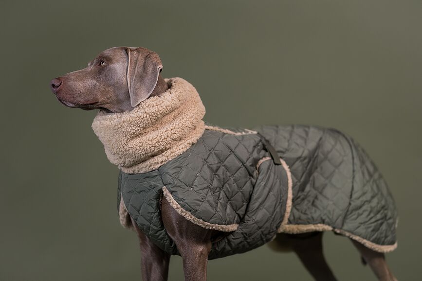 Paikka Quilted Sherpa Manteau pour Chien, 55 cm, olive