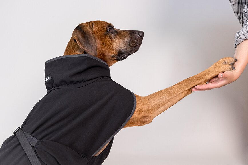 Paikka Manteau Softshell Recovery pour chien, 70 cm, noir