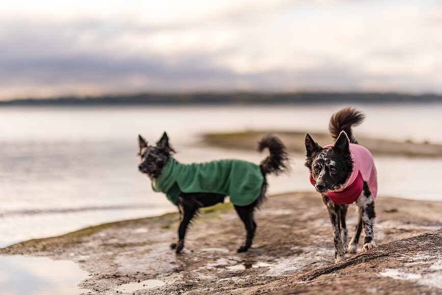 Paikka Sweat-shirt pour Chien, Seawool, 45 cm, vert