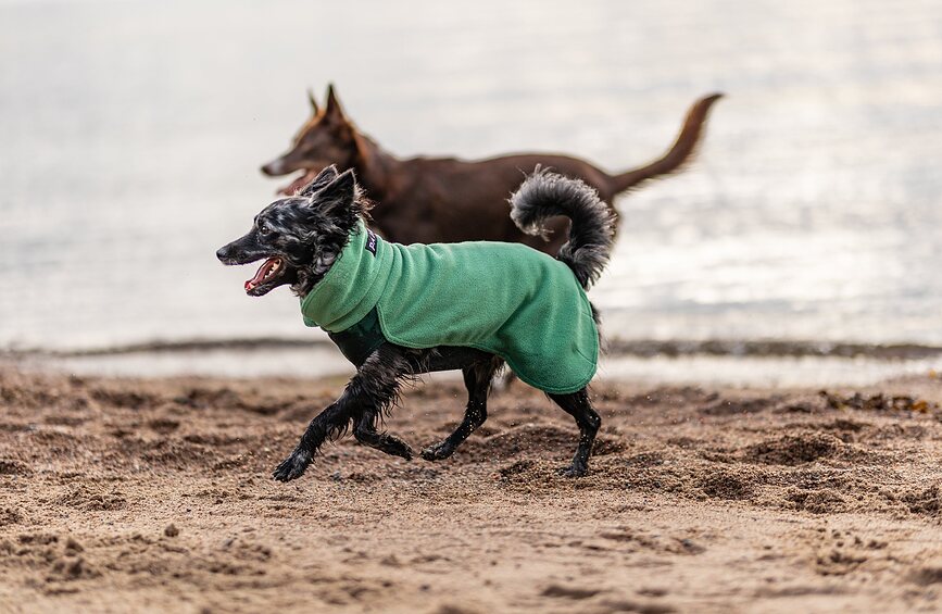 Paikka Sweat-shirt pour Chien, Seawool, 45 cm, vert