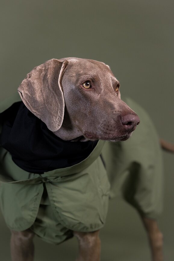 Paikka Reflective Manteau de Pluie pour Chien, 45 cm, vert
