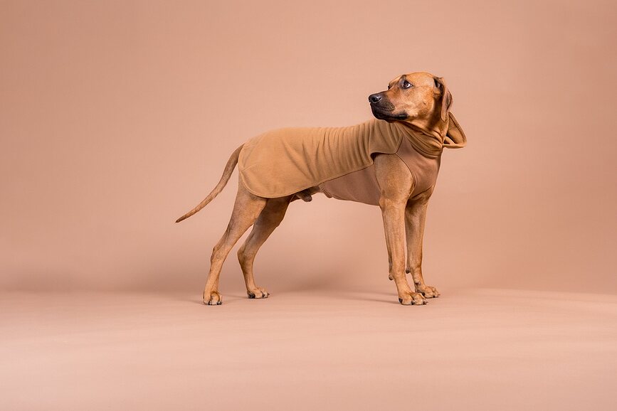 Paikka Seawool Pull pour Chien, 50 cm, marron