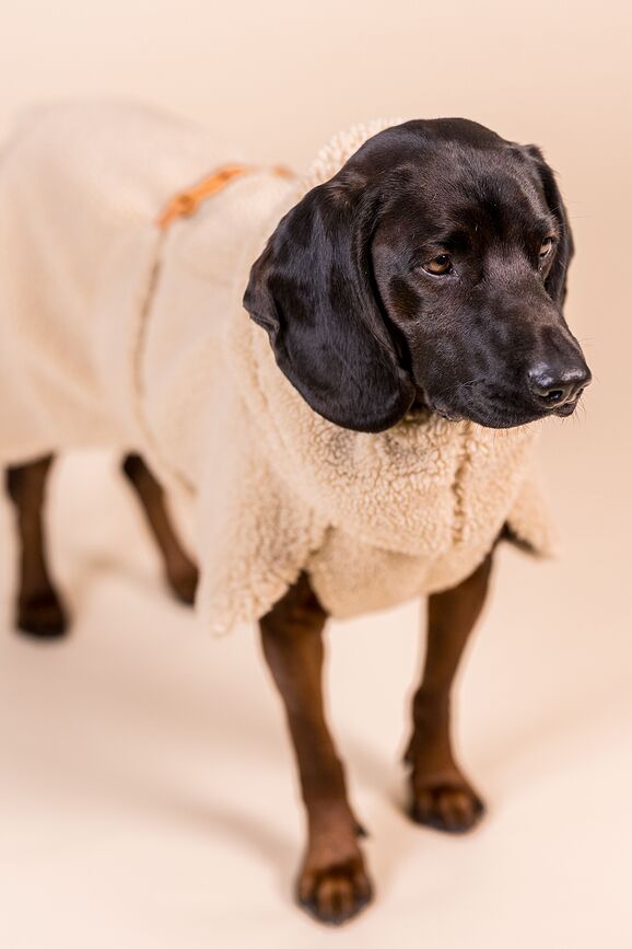 Paikka Sweat-shirt pour Chien Sherpa, 35 cm, taupe