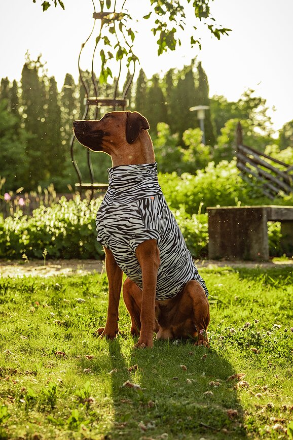 Paikka T-shirt pour Chien anti-UV et anti-insectes, 35 cm, motif zébré