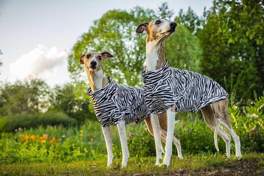 Paikka T-shirt pour Chien anti-UV et anti-insectes, 35 cm, motif zébré