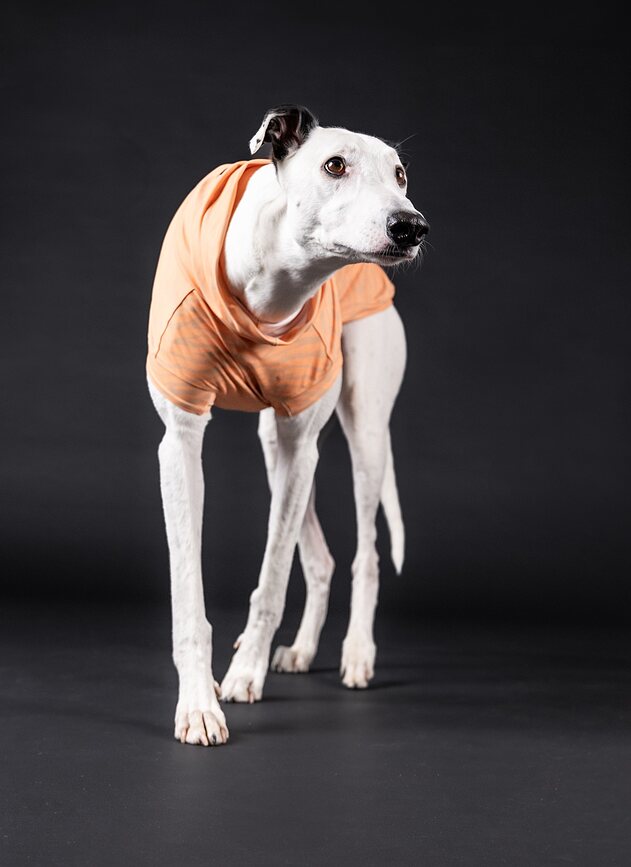 Paikka T-shirt pour Chien anti-UV et anti-insectes, 65 cm, pêche