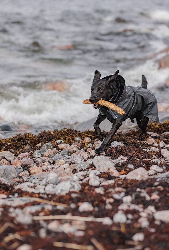 Paikka Visibility Αδιάβροχο για Σκύλο, 45 εκ., μαύρο