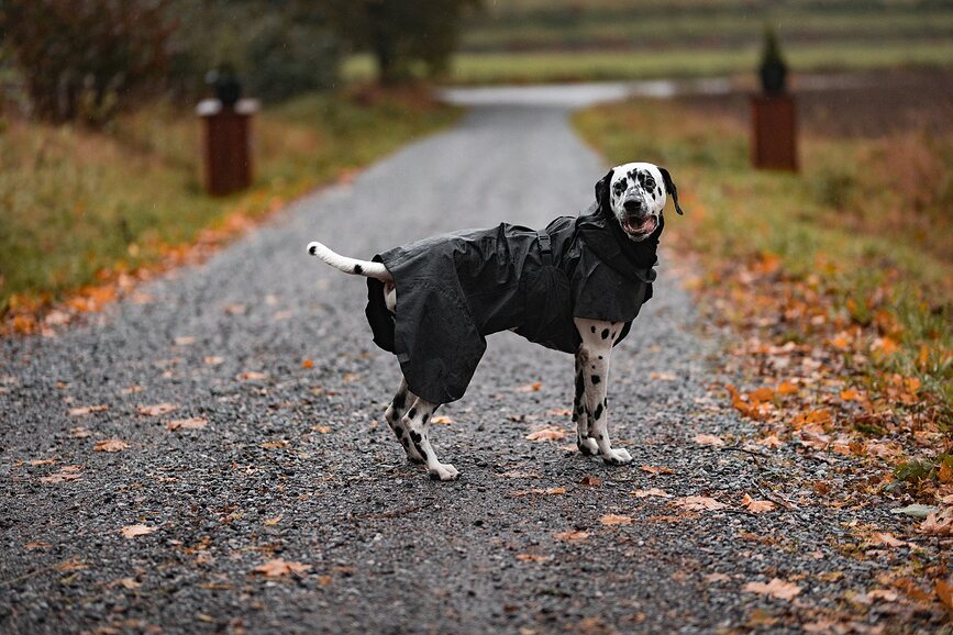 Paikka Visibility Imperméable pour Chien, 45 cm, noir