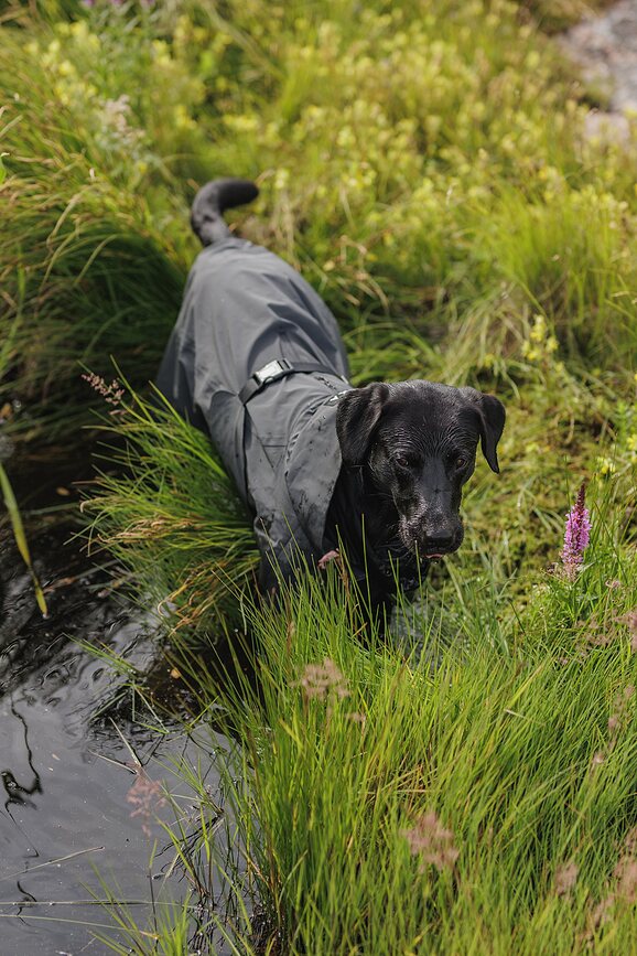 Paikka Visibility Imperméable pour Chien, 45 cm, noir