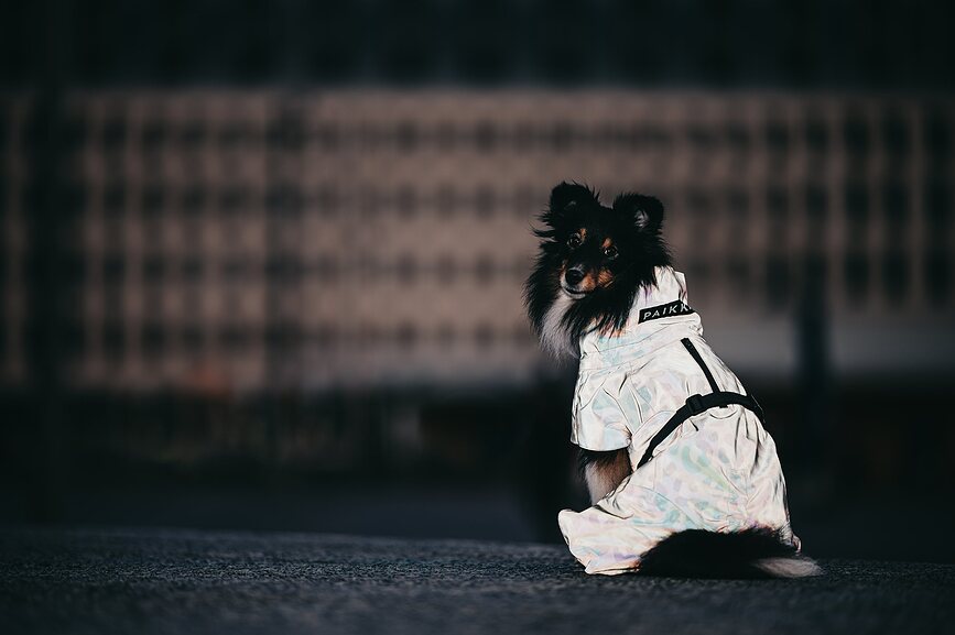 Paikka Visibility Lite Αδιάβροχο Σκύλου, 40 cm, καφέ λεοπάρ