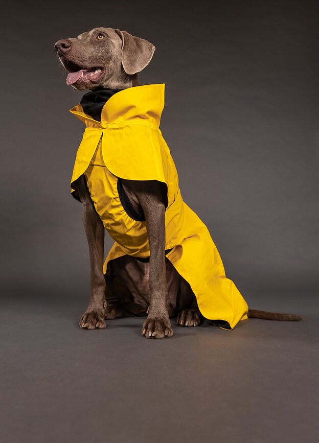 Paikka Visibility Lite Manteau de Pluie pour Chien 55 cm, jaune