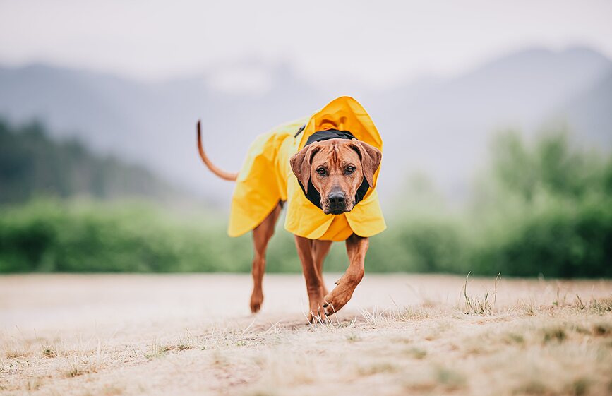 Paikka Visibility Lite Manteau de Pluie pour Chien 55 cm, jaune