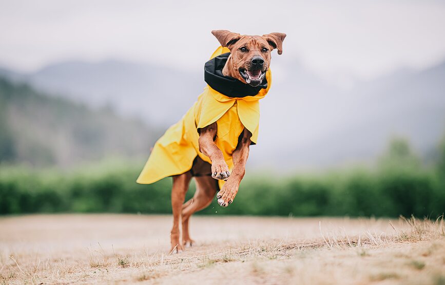 Paikka Visibility Lite Manteau de Pluie pour Chien 55 cm, jaune