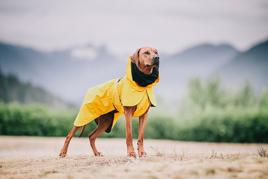 Paikka Visibility Lite Manteau de Pluie pour Chien 55 cm, jaune
