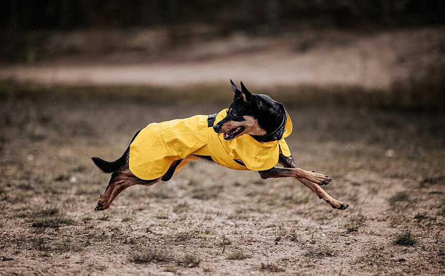 Paikka Visibility Lite Manteau de Pluie pour Chien 55 cm, jaune