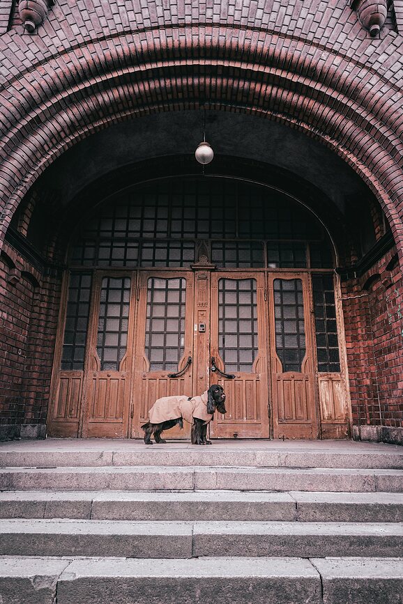 Paikka Visibility Lite Kabanica za Psa 50 cm taupe