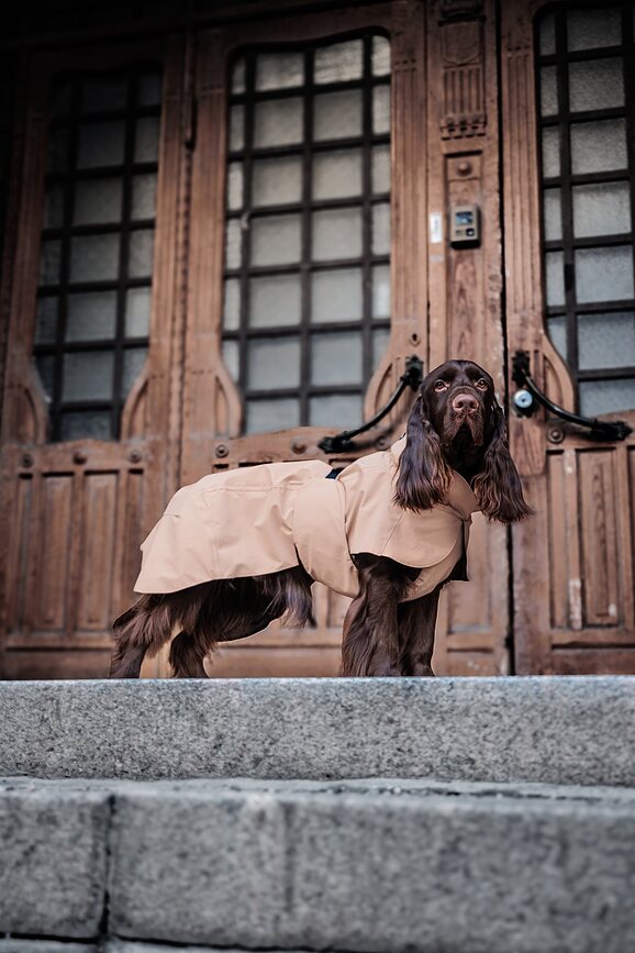 Paikka Visibility Lite Manteau de Pluie pour Chien, 50 cm, taupe